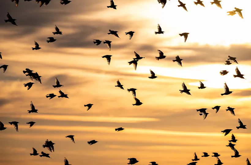 Fotografie Kurs Ammersee (Vögel und Natur)